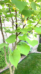 Cercis canadensis