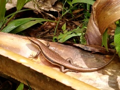 Trachylepis sechellensis