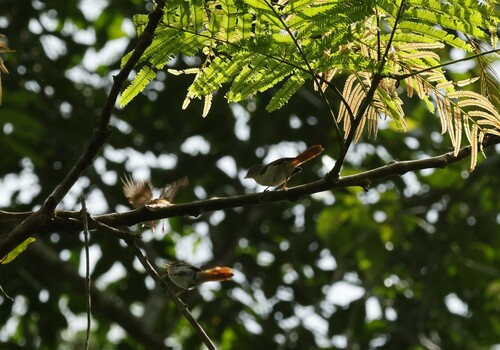 Chestnut-capped Flycatcher (Erythrocercus mccallii), photo 1