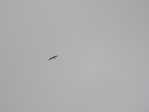 Bearded Vulture