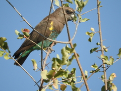 Poicephalus meyeri