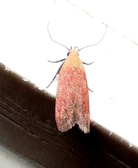 Anacampsis fullonella