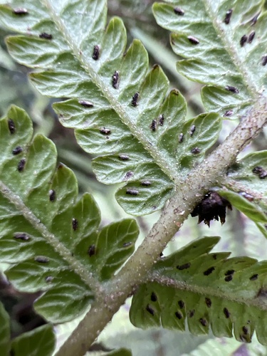 Deparia marginalis observed 2024-11-23