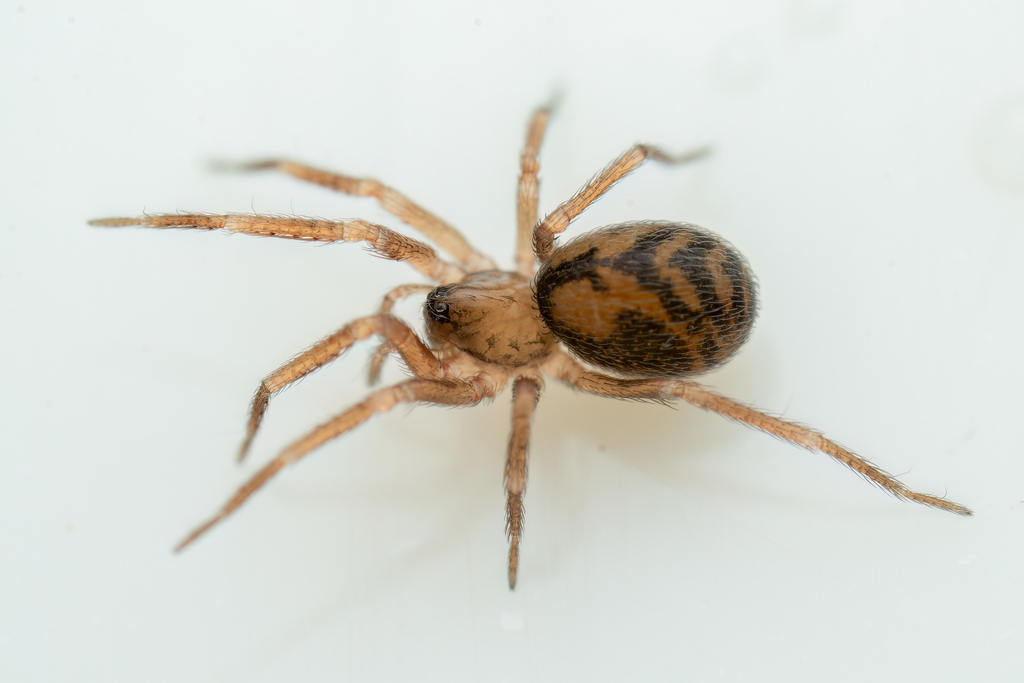Cybaeota shastae