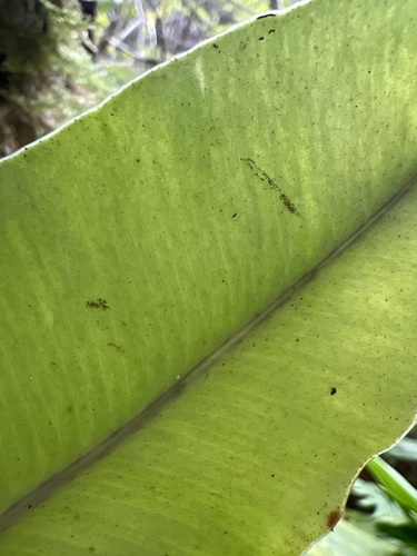 Elaphoglossum crassicaule