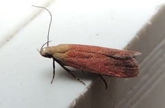 Anacampsis fullonella