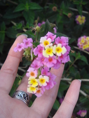 Lantana camara