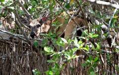 Odocoileus virginianus clavium