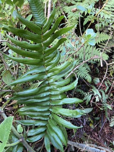Menisciopsis cyatheoides observed 2024-11-23