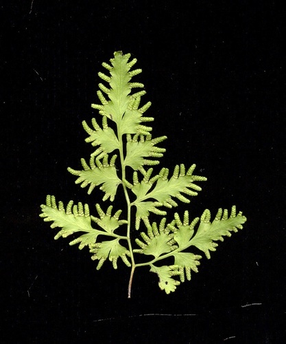 Lygodium japonicum