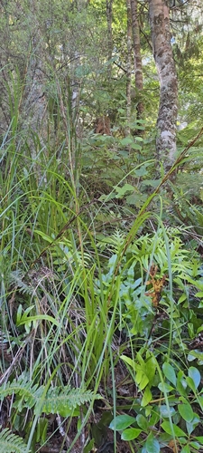 Image of Gahnia pauciflora by (c) earmothgirl, some rights reserved (CC BY)