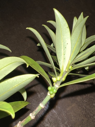 Melicope waialealae