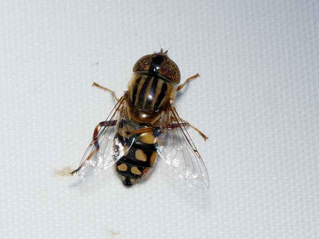 Native Drone Fly from Melbourne VIC, Australia on November 22, 2024 at ...