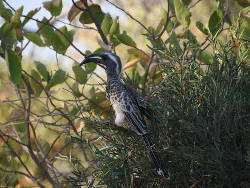 Lophoceros nasutus