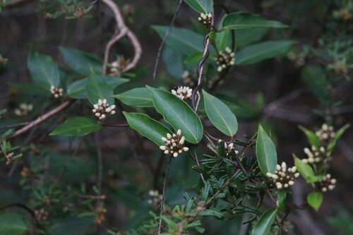 Leichhardtia suaveolens observed 2024-11-04