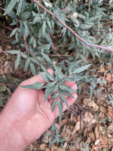 Nevin's Barberry foliage