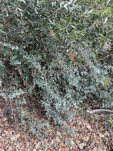 Image of Berberis nevinii by (c) mel letterman, some rights reserved (CC BY)