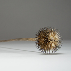Echinops sphaerocephalus