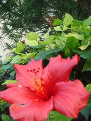 Hibiscus rosa-sinensis