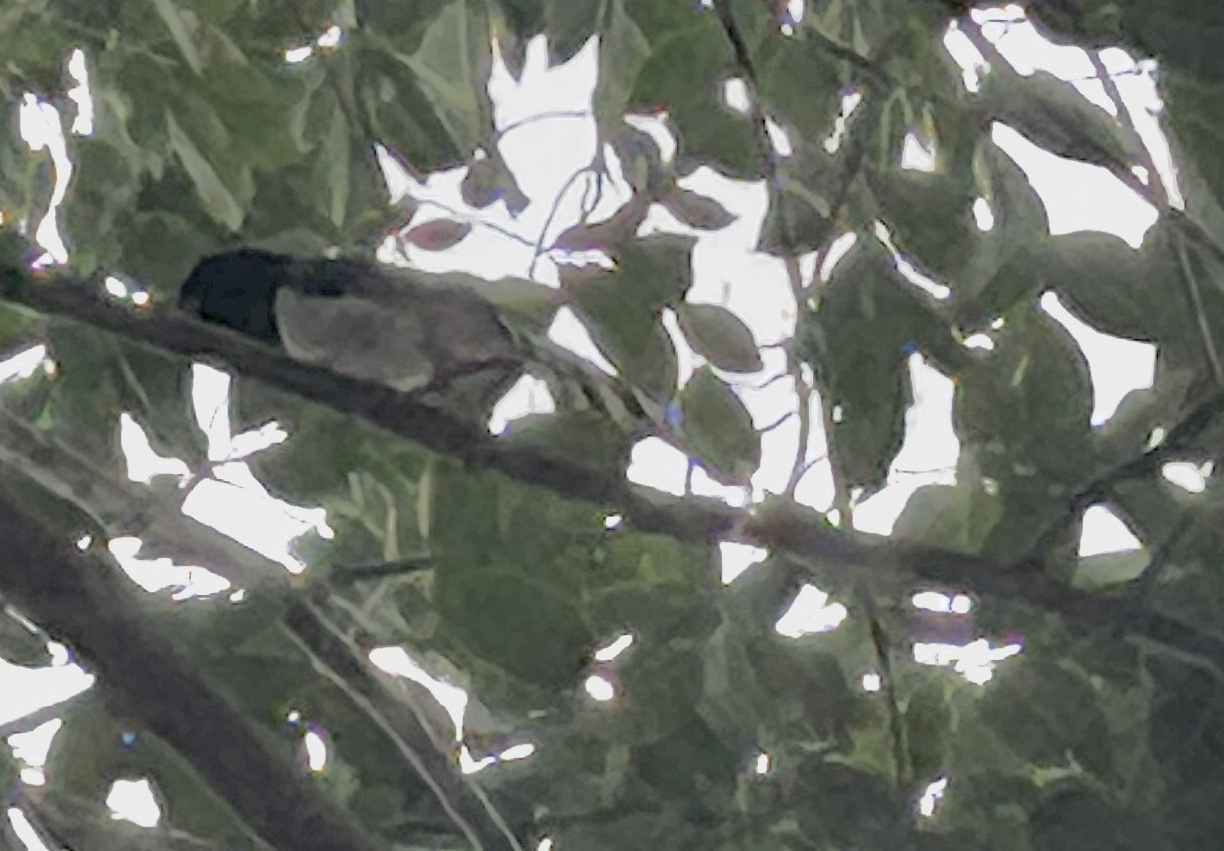 Red-billed Blue Magpie