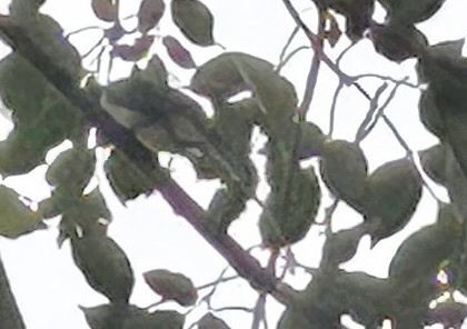 Red-billed Blue Magpie
