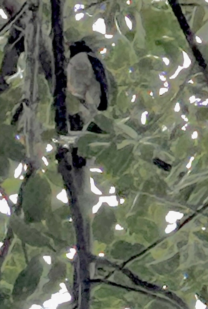 Red-billed Blue Magpie