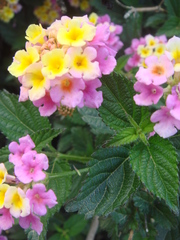 Lantana camara