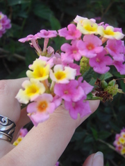 Lantana camara