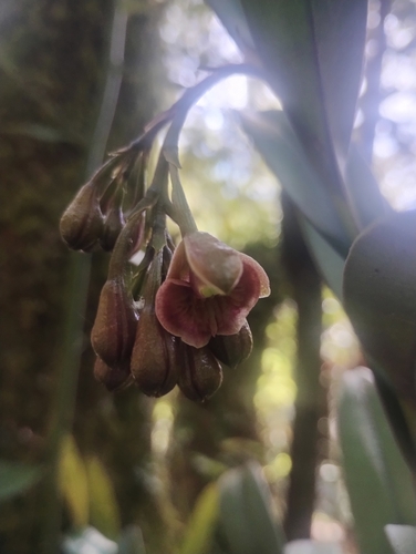 Epidendrum costatum A.Rich. & Galeotti
