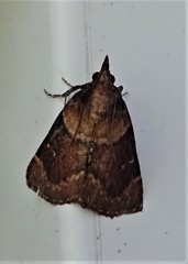 Omphalocera munroei