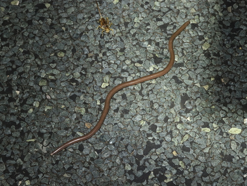 Prong-snouted Blind Snake, Anilios bituberculatus