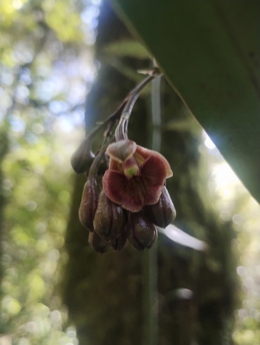 Epidendrum costatum A.Rich. & Galeotti 2