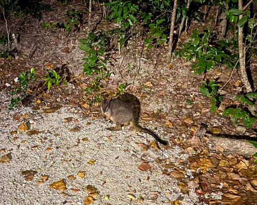 ジミイワワラビー