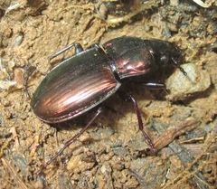Pterostichus burmeisteri