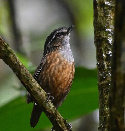 Mountain Wren-Babbler (Gypsophila crassa), photo 9