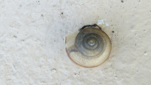 Bradybaena similaris observed 2024-11-23