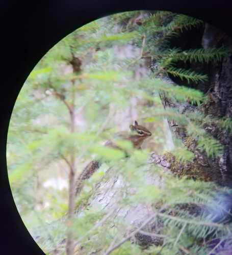 iNaturalist observation photo of Sonoma Chipmunk