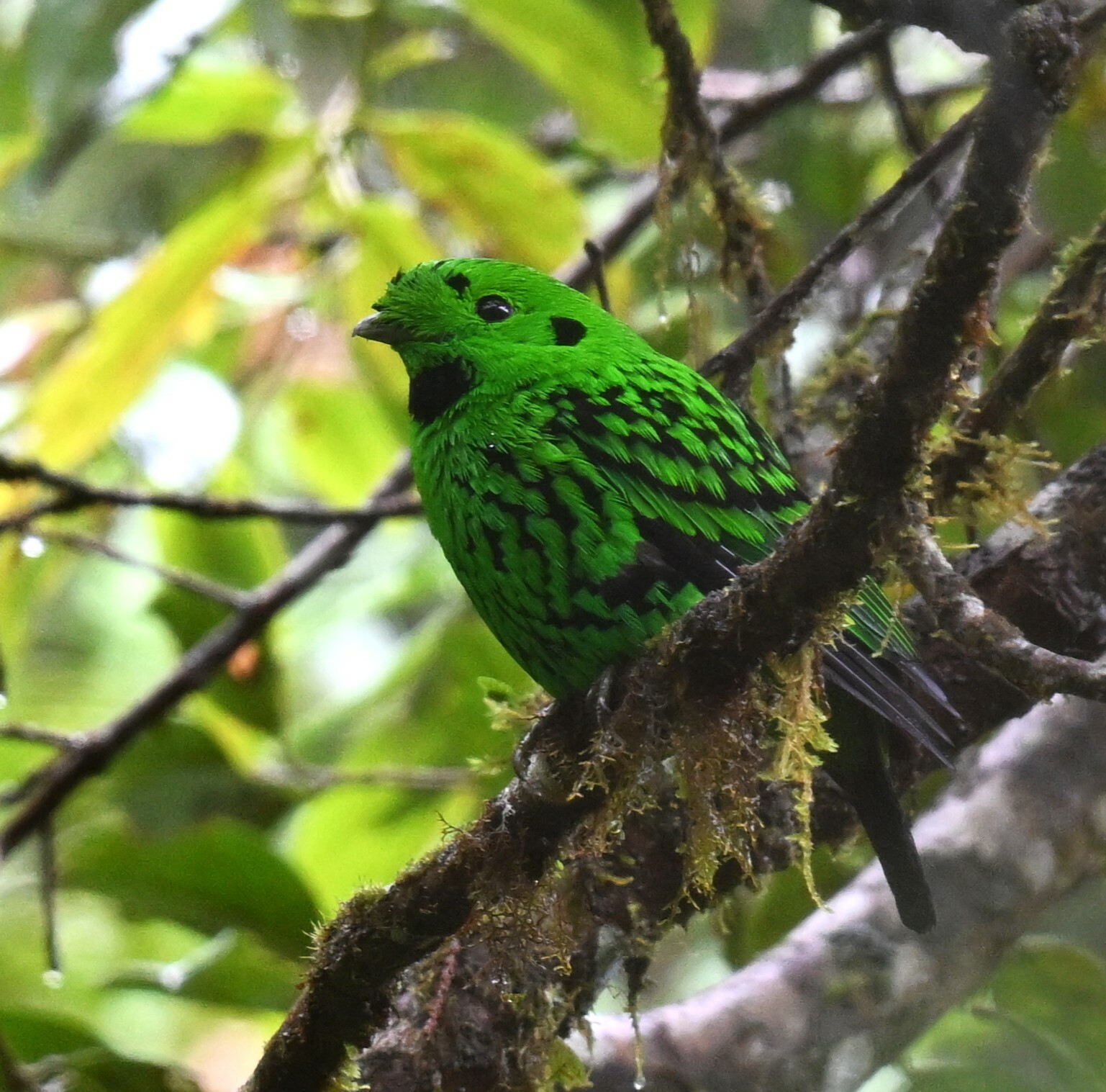 Whitehead's Broadbill (Calyptomena whiteheadi), photo 7