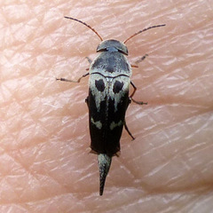 Glipa oculata