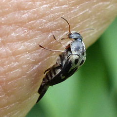Glipa oculata
