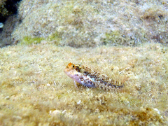 Zvonimir's Blenny photo 4