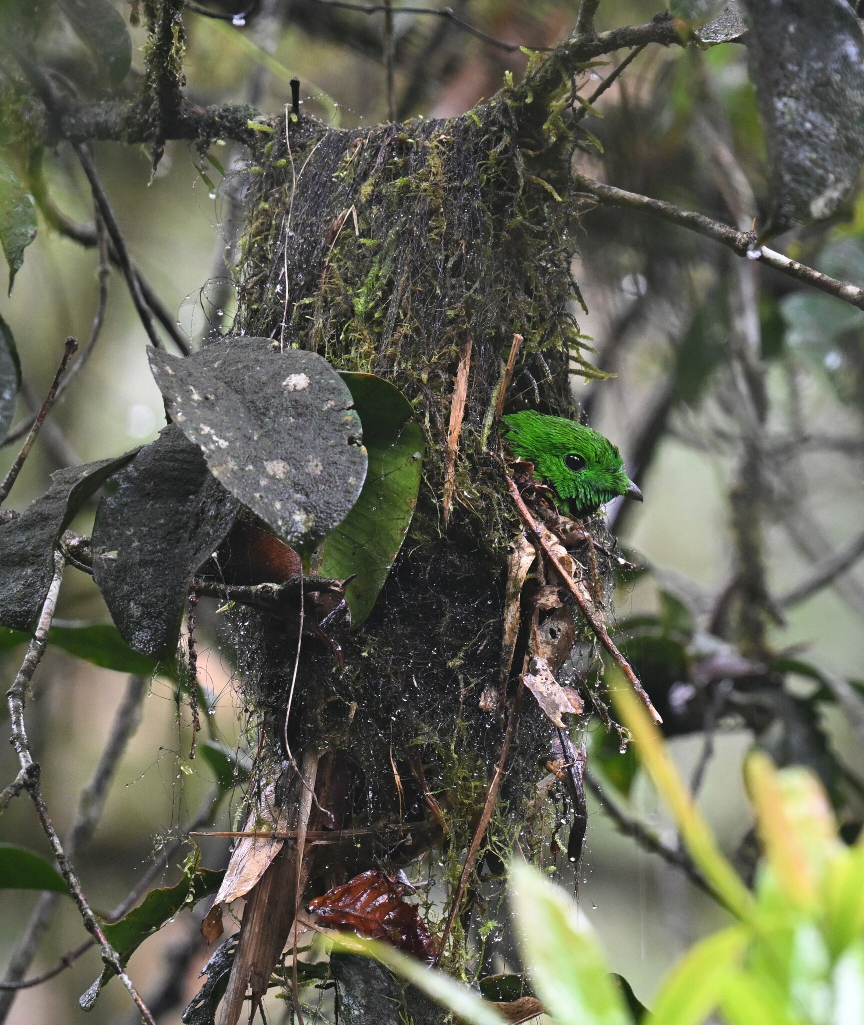 Whitehead's Broadbill (Calyptomena whiteheadi), photo 9
