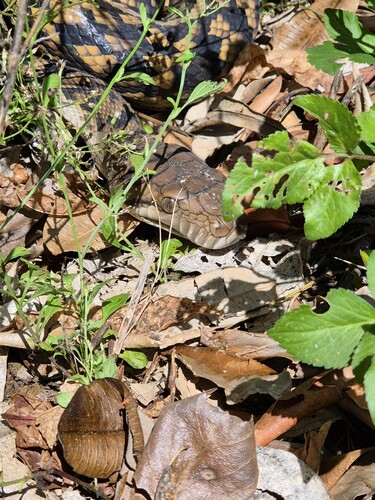 Australian Scrub Python sighting