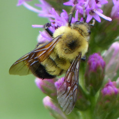 Bombus bimaculatus