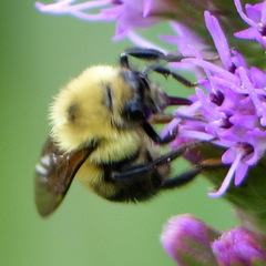 Bombus bimaculatus