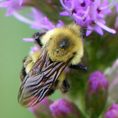 Bombus bimaculatus