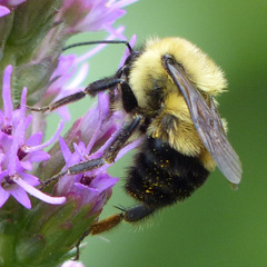 Bombus bimaculatus