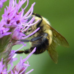 Bombus bimaculatus