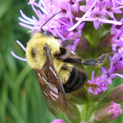 Bombus bimaculatus