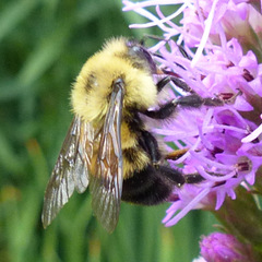 Bombus bimaculatus